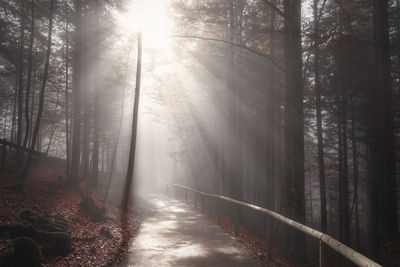 View of trees in forest