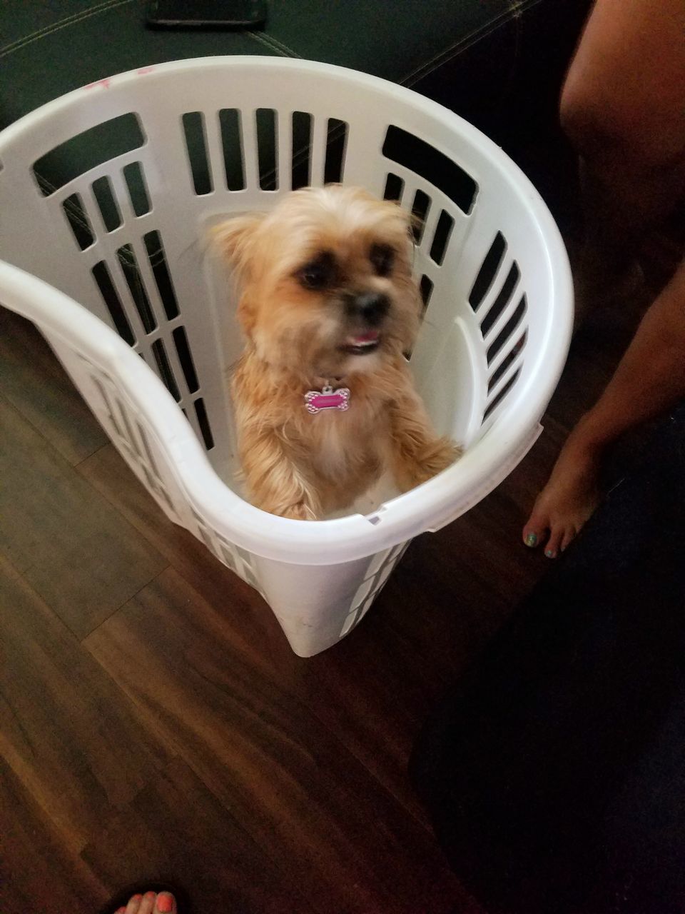 HIGH ANGLE VIEW OF DOG SITTING ON CHAIR IN SEAT