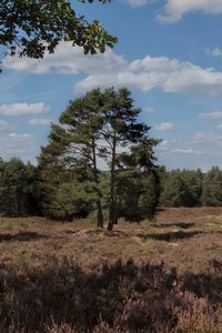 Trees on field against sky