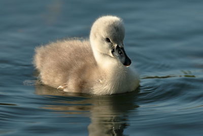 Swan swimming in lake