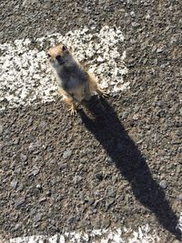 High angle view of squirrel on floor