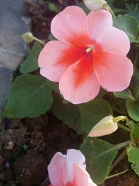 Close-up of pink flower blooming outdoors