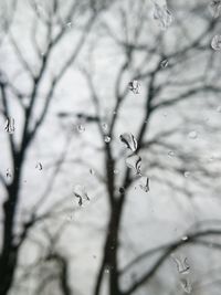 Close-up of water drops on branch