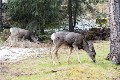 Two young deers on a forest, eating grass. banff national park, alberta, canada. america