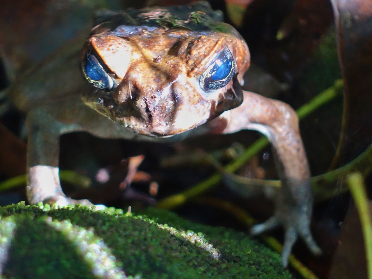 CLOSE-UP OF CRAB ON PLANT