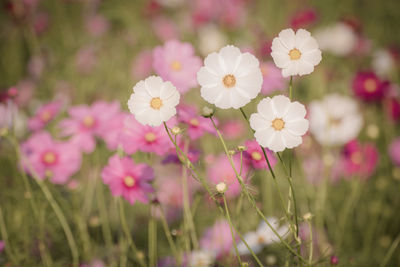 Close-up of pink flowering plants on field