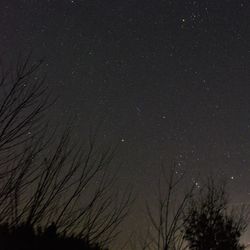 Low angle view of tree against sky at night