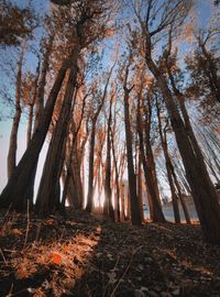 Trees in forest