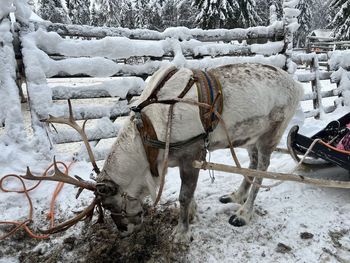 Reindeer on snow covered field