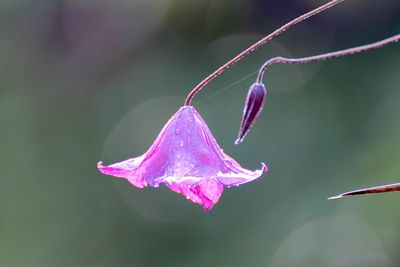 Close-up of water drops on pink flower