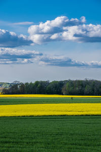 Danish agricultural landscape in summertime