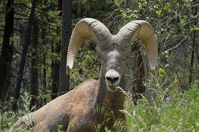 Portrait of mountain goat standing by plants