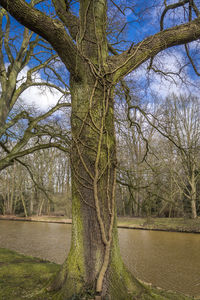 Bare tree on landscape against sky