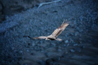 Close-up of bird flying over water