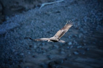 Close-up of bird flying over water