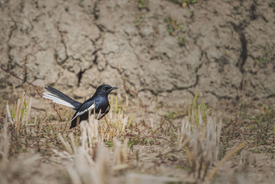 Bird perching on a field