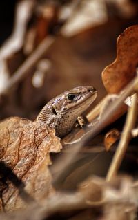 Close-up of lizard amidst leaves