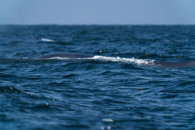 View of whale swimming in sea