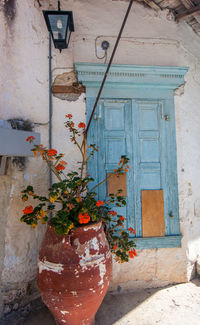 Potted plants on wall