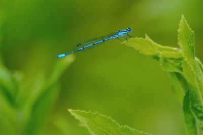 Close-up of damselfly on plant