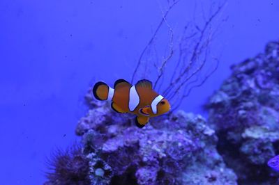 Fish swimming in sea