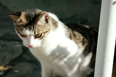 Close-up of cat sitting by pole