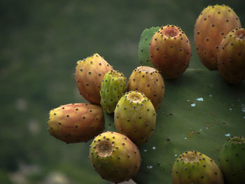 Close-up of prickly pear cactus