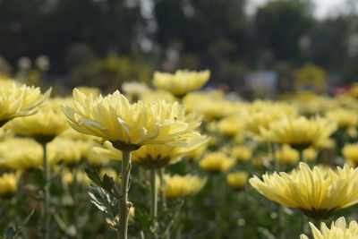 Close-up of yellow flowering plant