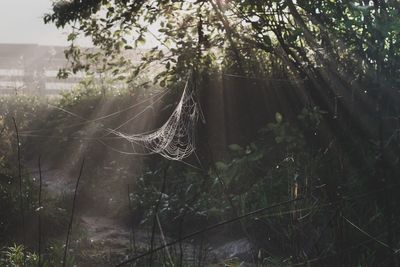 Sunlight streaming through trees in forest