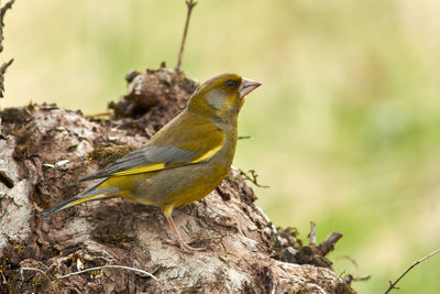 Close-up of bird perching on a plant