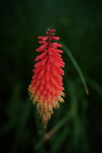 Close-up of red flowers