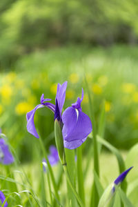 Close-up of purple iris flower on field