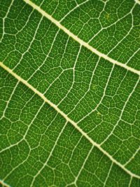 Full frame shot of leaf