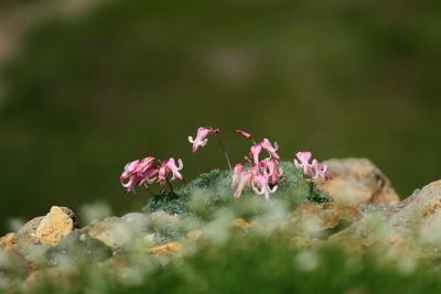 Close-up of pink flowers