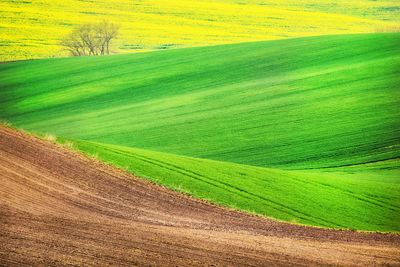 Scenic view of grassy hill