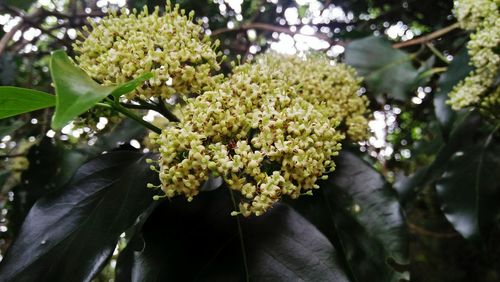 Close-up of flowers blooming on tree