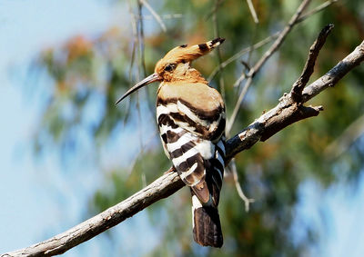 Close-up of bird perching on branch