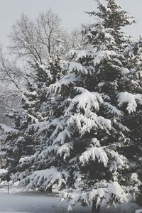 Scenic view of snow covered landscape