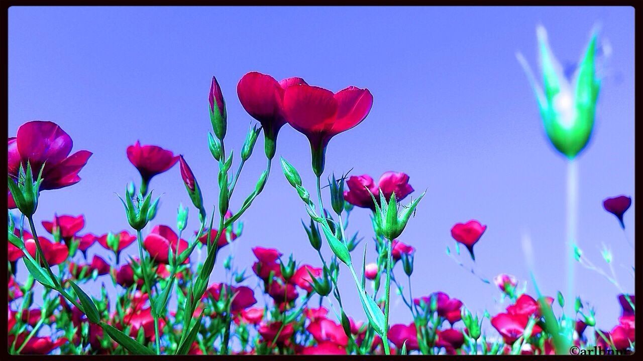 flower, transfer print, freshness, fragility, petal, growth, auto post production filter, beauty in nature, flower head, stem, plant, nature, red, clear sky, pink color, blooming, sky, in bloom, close-up, low angle view