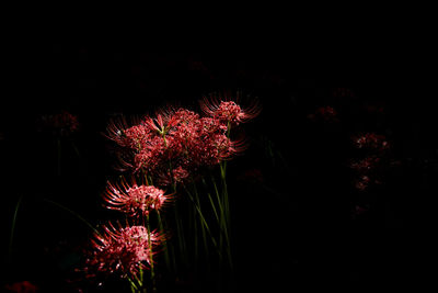 Close-up of fire crackers at night