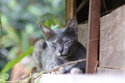 Portrait of cat relaxing outdoors