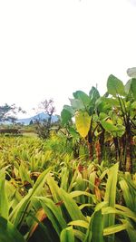 Close-up of plants growing on field against clear sky