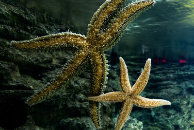 Close-up of starfish in sea