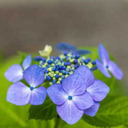 Close-up of purple flowers blooming outdoors