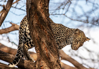 Low angle view of cat on tree