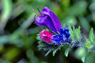 Close-up of insect on purple flower