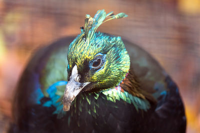 Close-up of bird