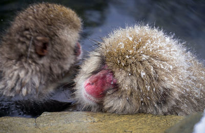 Close-up of monkeys on snow