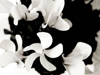 Close-up of frangipani blooming outdoors