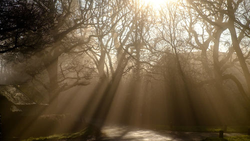 Sunlight streaming through trees in forest